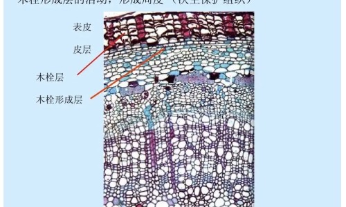 力多欣是治疗什么病的专区_力多泰注射剂是什么药专区_力多邦胶囊网
